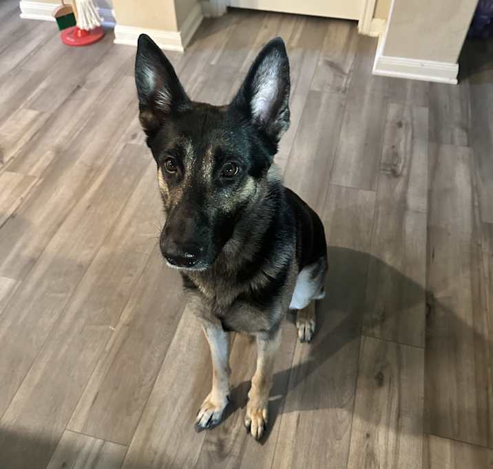 Photo of Maverick
