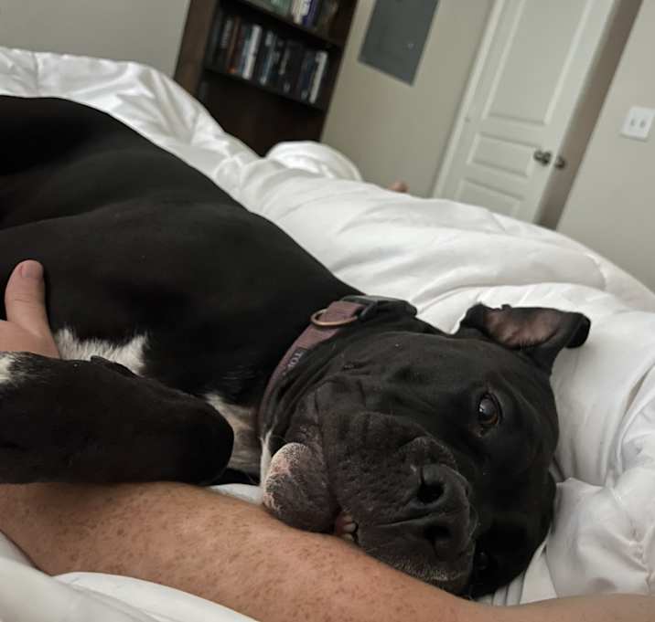 Photo of Goose