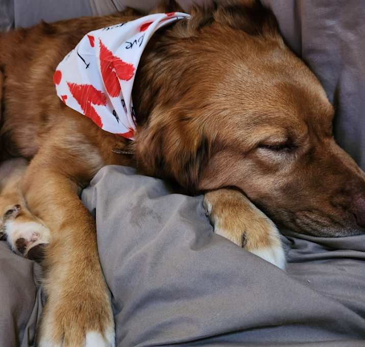 Photo of Bailey