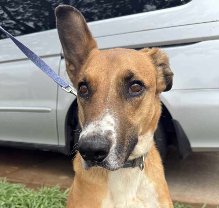 Photo of Copper