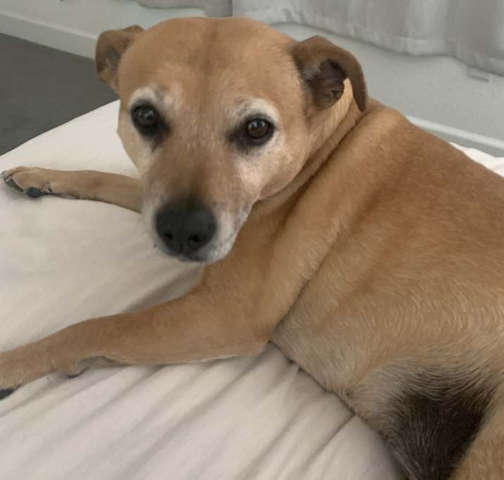 Photo of Bailey