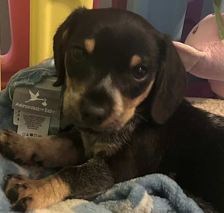 Photo of Oscar