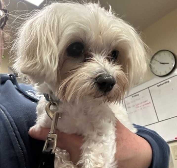 Photo of Piper