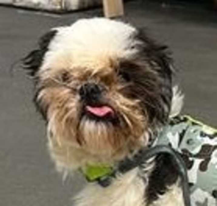 Photo of Joey