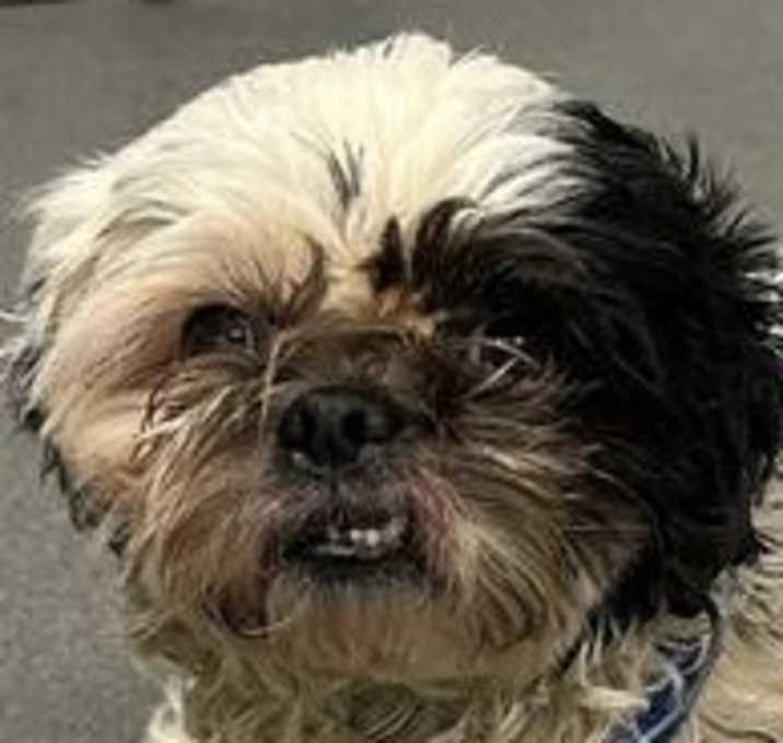 Photo of Diesel