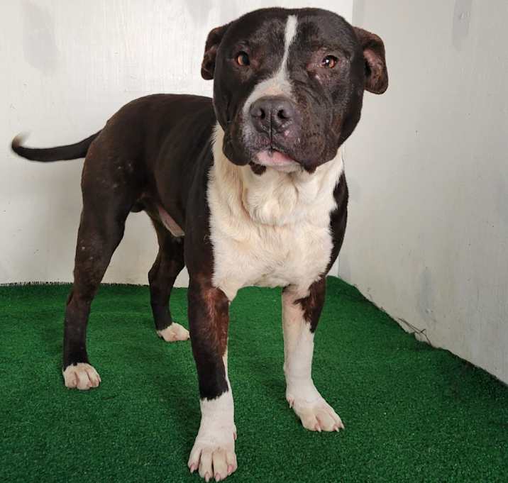 Photo of Ruger