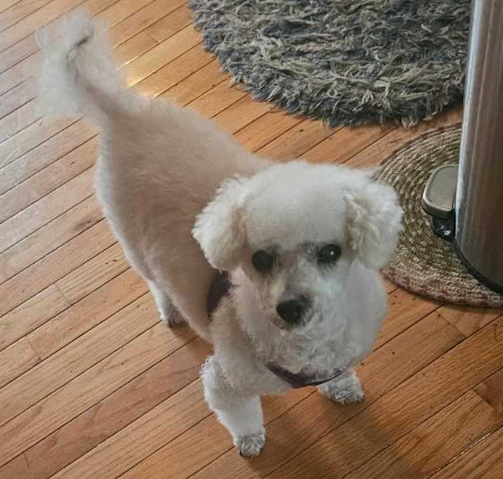 Photo of Benji