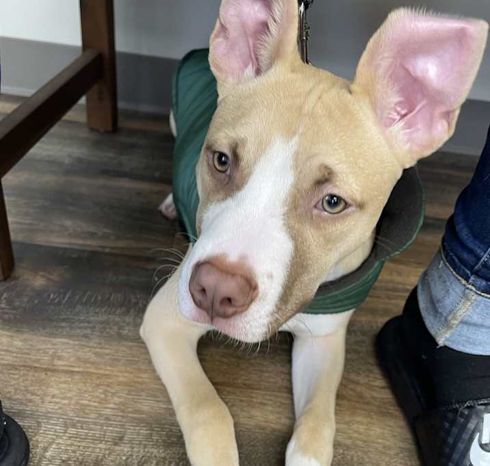 Photo of Asher