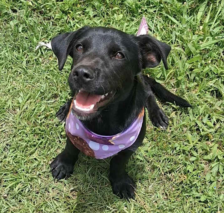 Photo of Dahlia