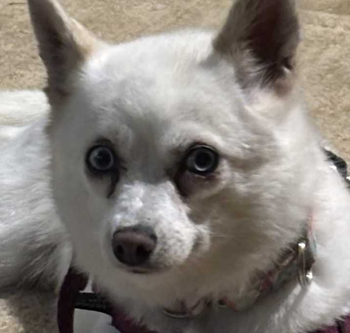 Photo of Pearl