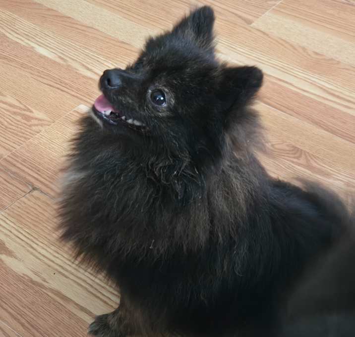 Photo of Chowchow
