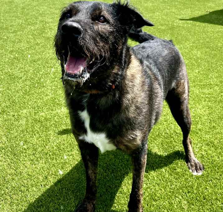Photo of Chubbs