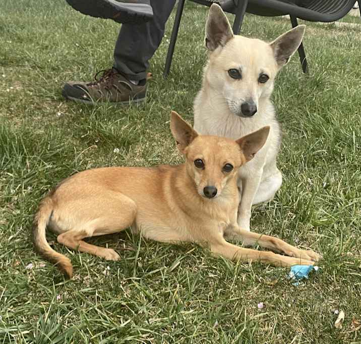 Photo of Bailey and Panzón