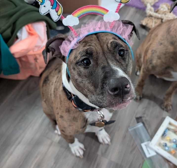 Photo of Willow
