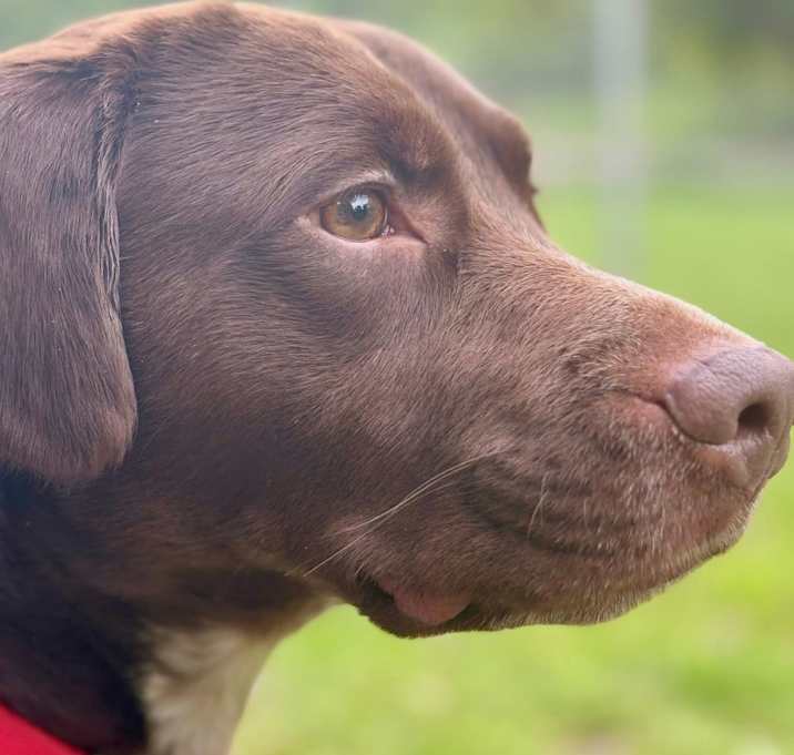 Photo of Brownie