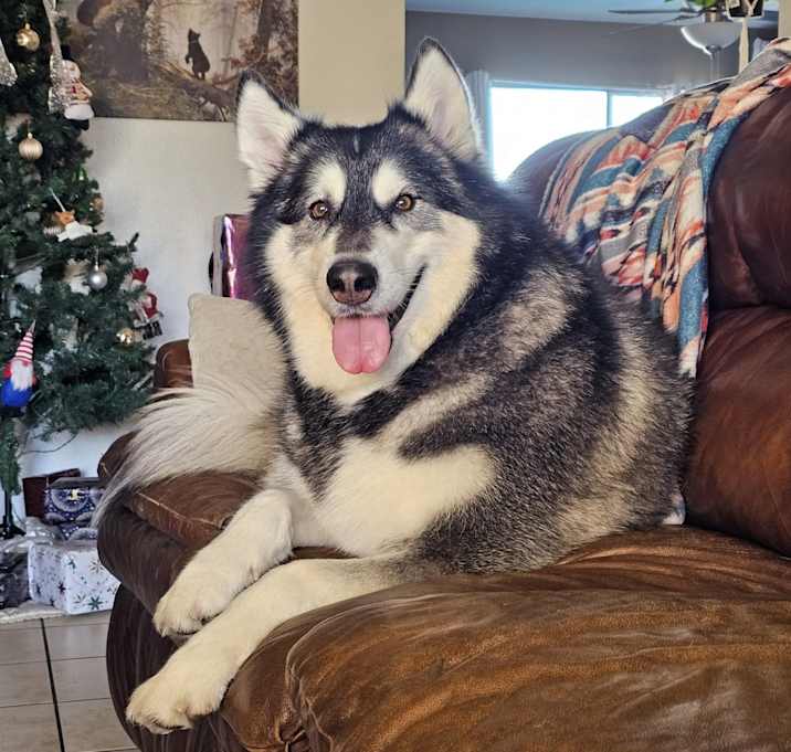 Photo of Loki