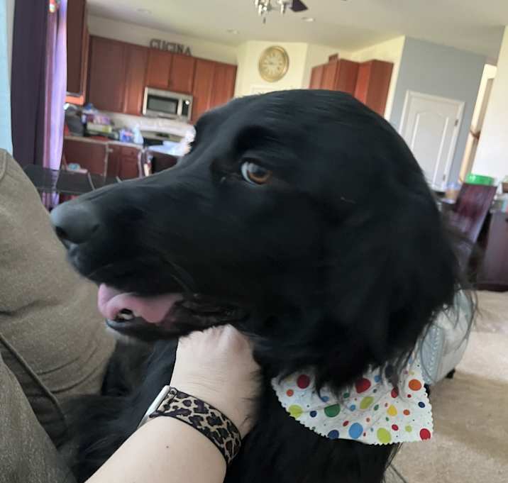 Photo of Cookie