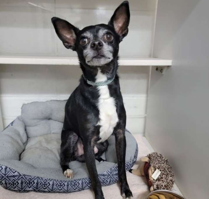 Photo of Petey