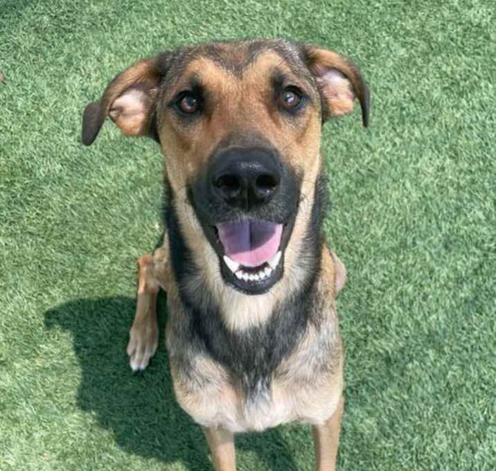 Photo of Willow