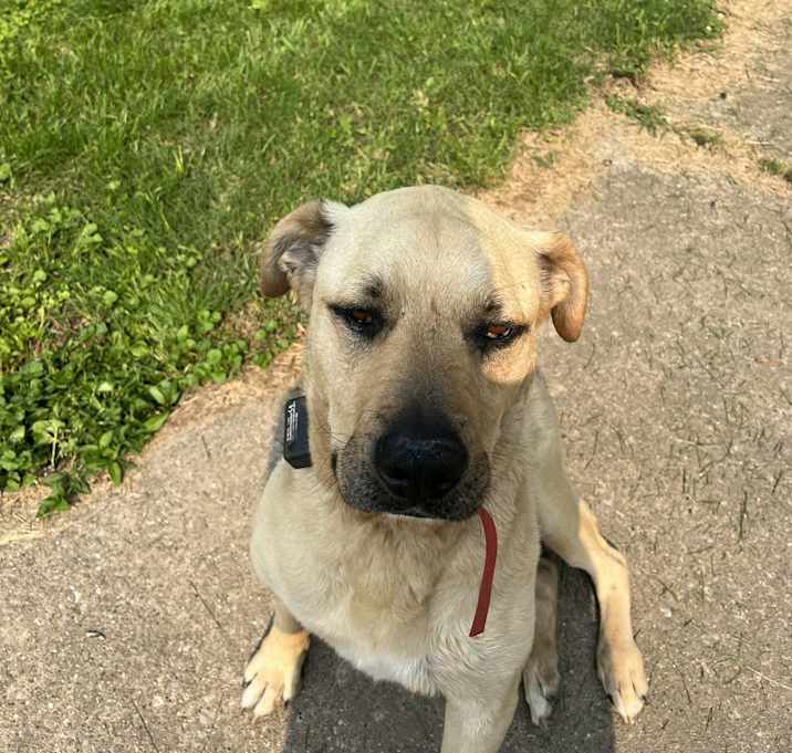 Photo of Brutus