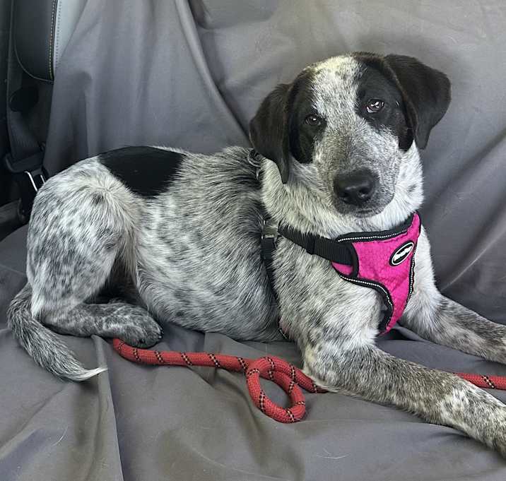Photo of Sadie