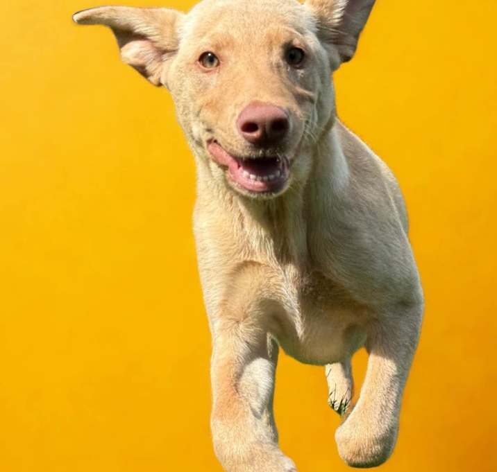 Photo of Sunny