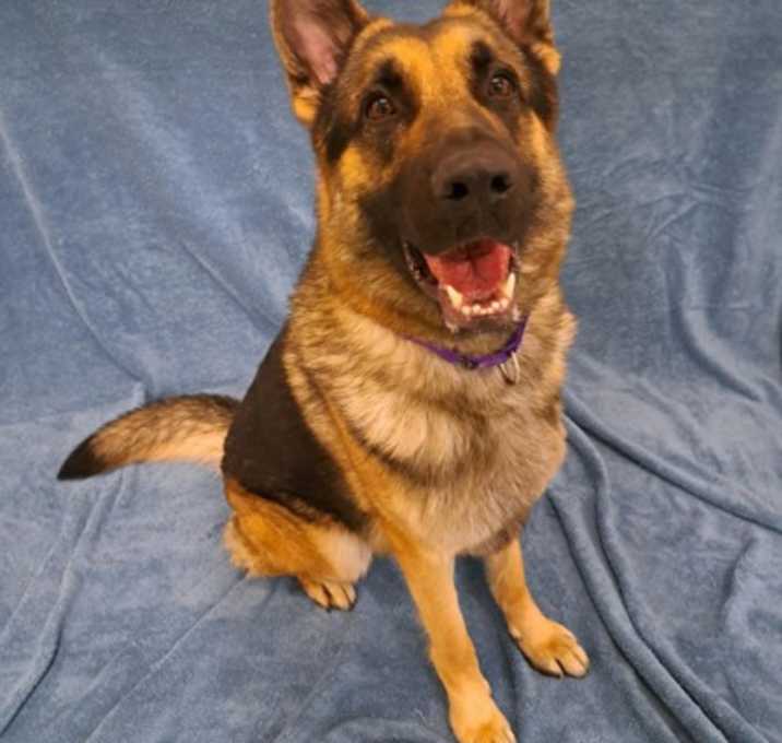 Photo of Enzo
