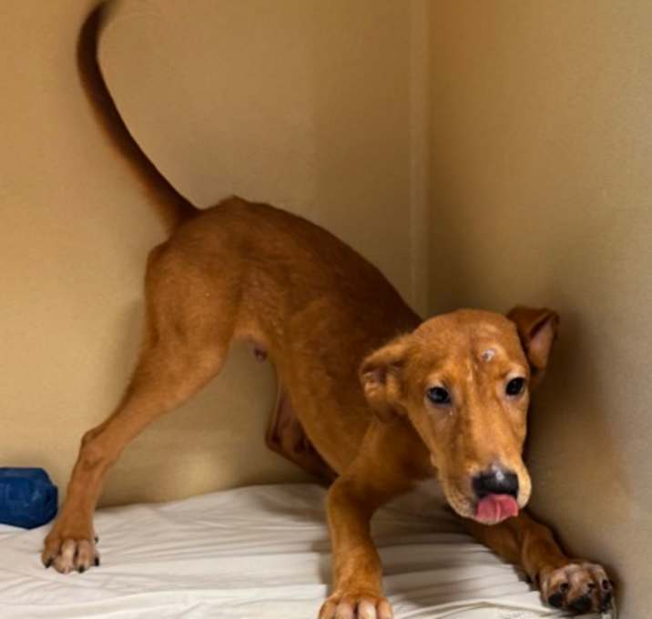 Photo of Phoenix