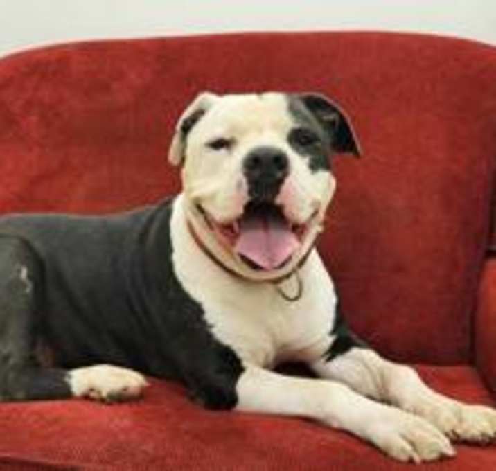 Photo of Blueberry