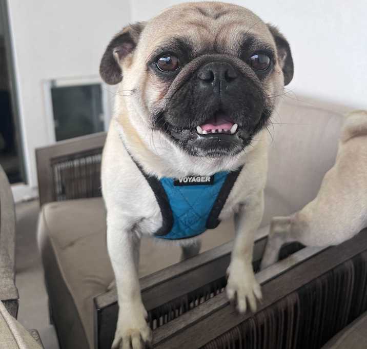 Photo of Rocky
