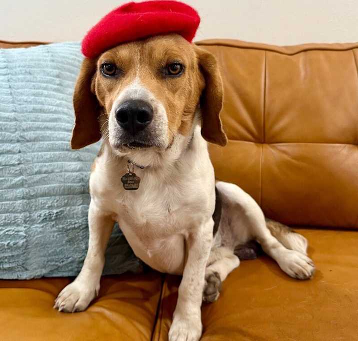 Photo of Benjamin Buford beagle boy!