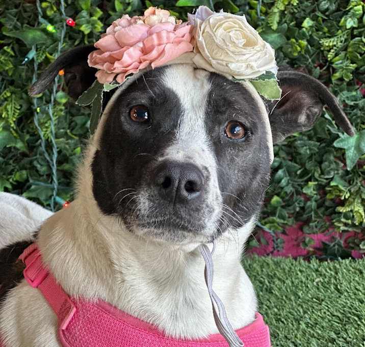 Photo of Oreo