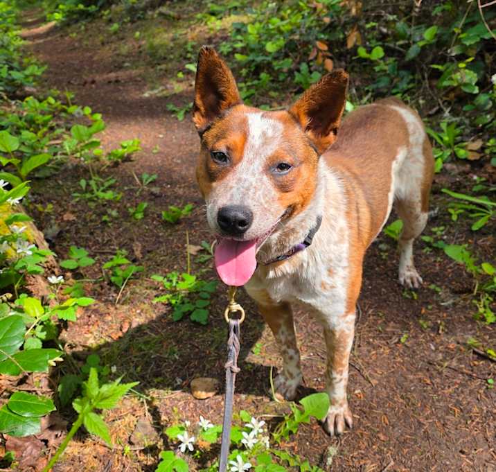 Photo of Buddy