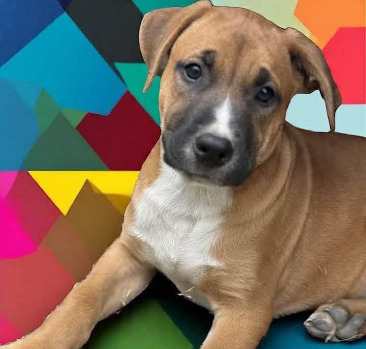 Photo of Cortado