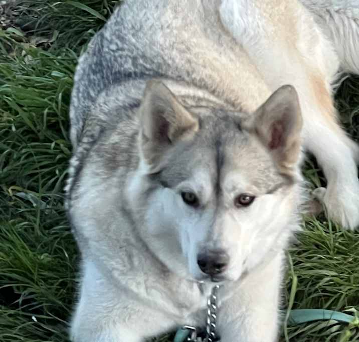 Photo of Koda