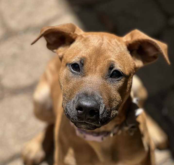 Photo of Pumpkin