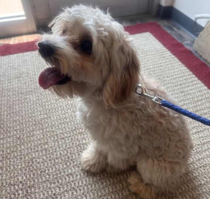 Photo of Buddy