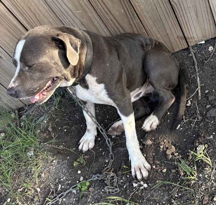 Photo of Bronco
