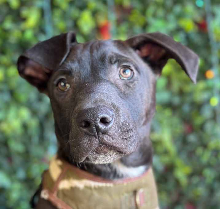 Photo of Woofzilla