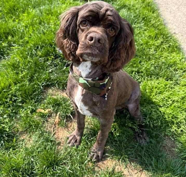 Photo of Chewy