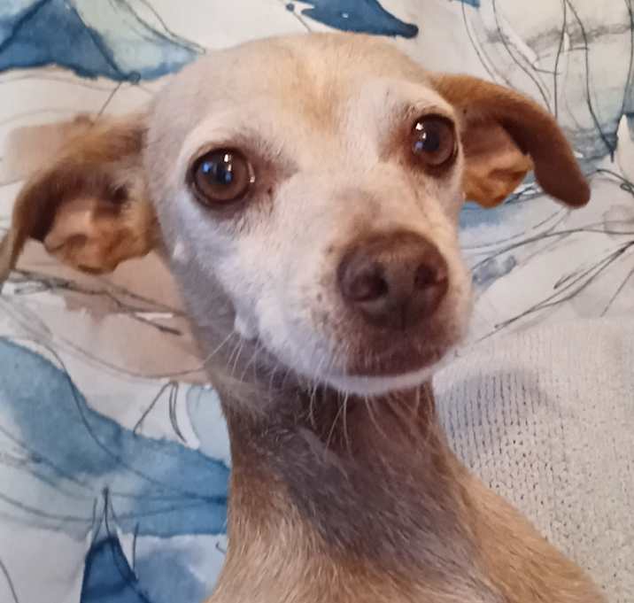 Photo of Twinkie