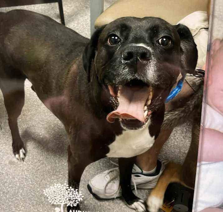 Photo of Otis