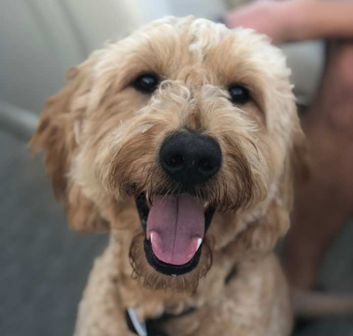 Photo of Teddy