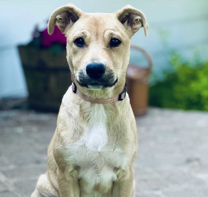 Photo of Sadie