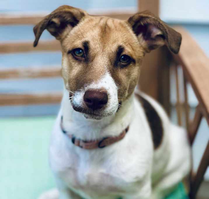 Photo of Sienna