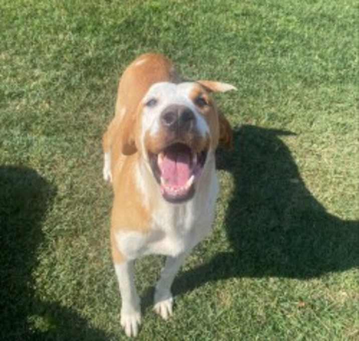 Photo of DOLLY