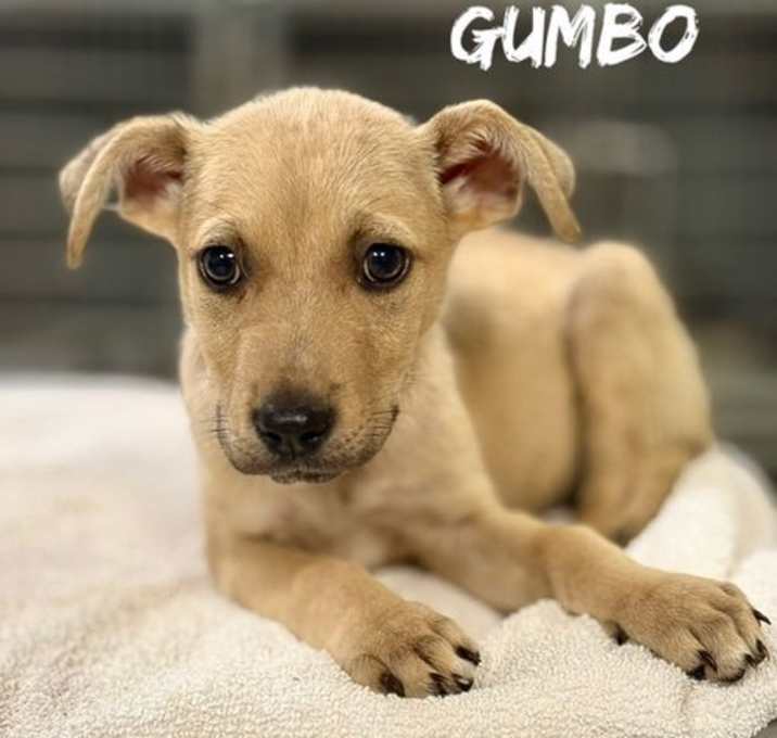 Photo of Gumbo - Great Boy!