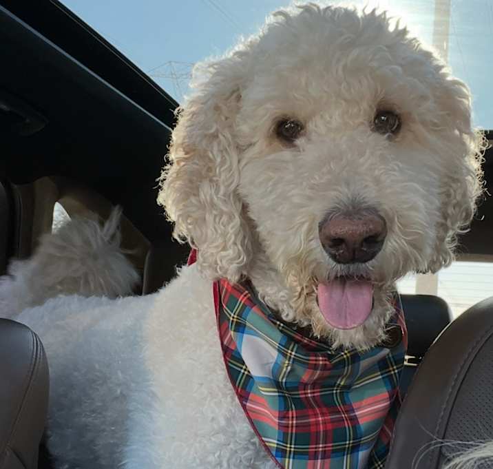 Photo of Bentley