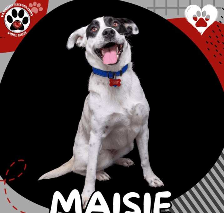Photo of MAISIE