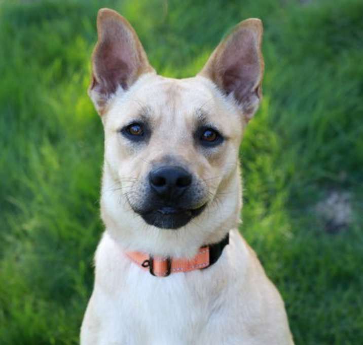 Photo of Sadie